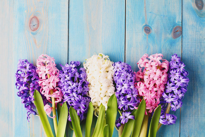 332 Hyacinth Flowers Greece DP matka Wariatka NEW!