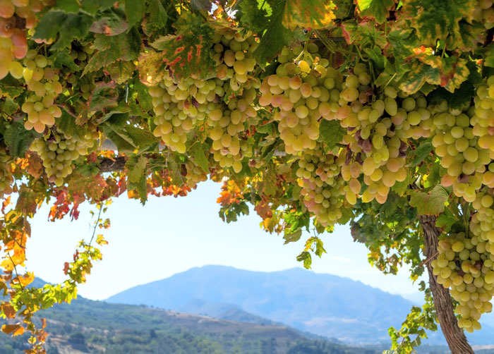 334 Wine Crete DP binik1 NEW!